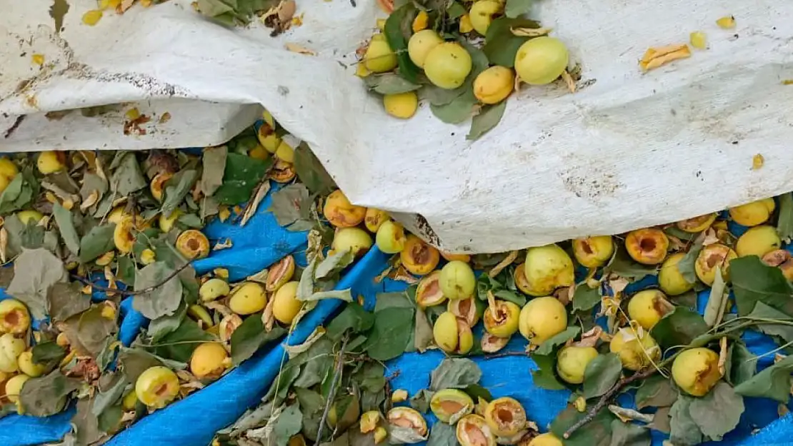 Ağaçlara ağaçkakanlar dadandı, kayısılar çöp oldu