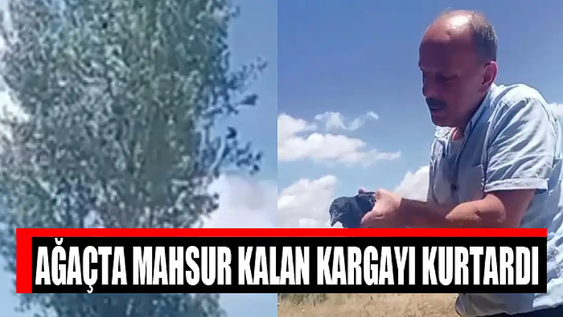 Ağaçta mahsur kalan kargayı kurtardı