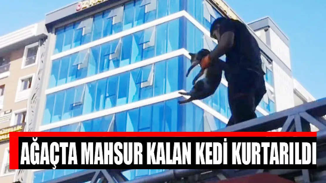 Ağaçta mahsur kalan kedi kurtarıldı