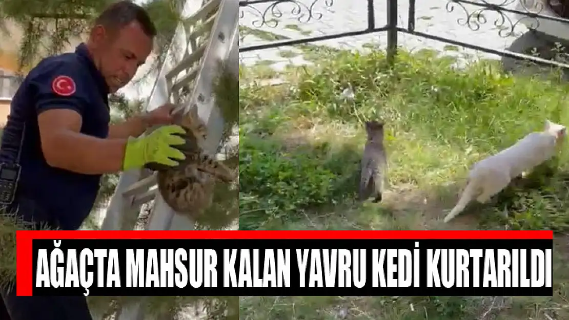 Ağaçta mahsur kalan yavru kedi kurtarıldı