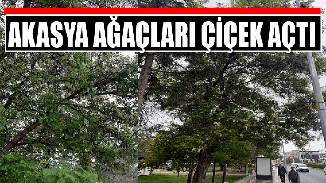 Akasya ağaçları çiçek açtı