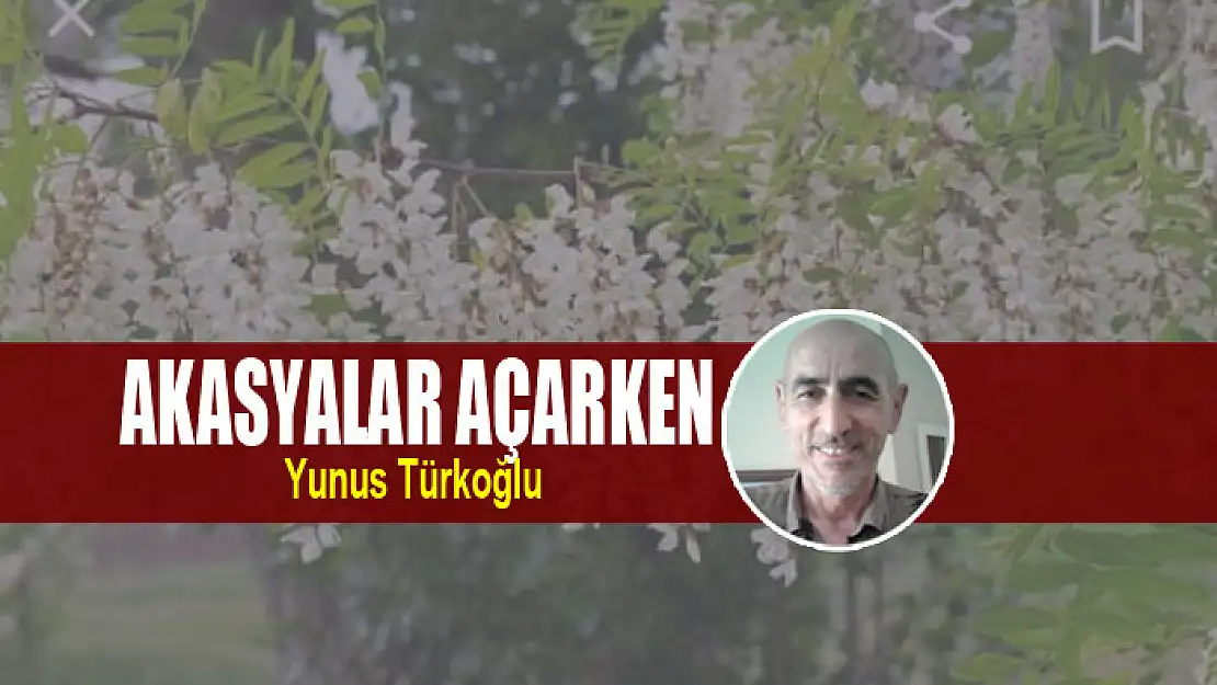 Akasyalar Açarken