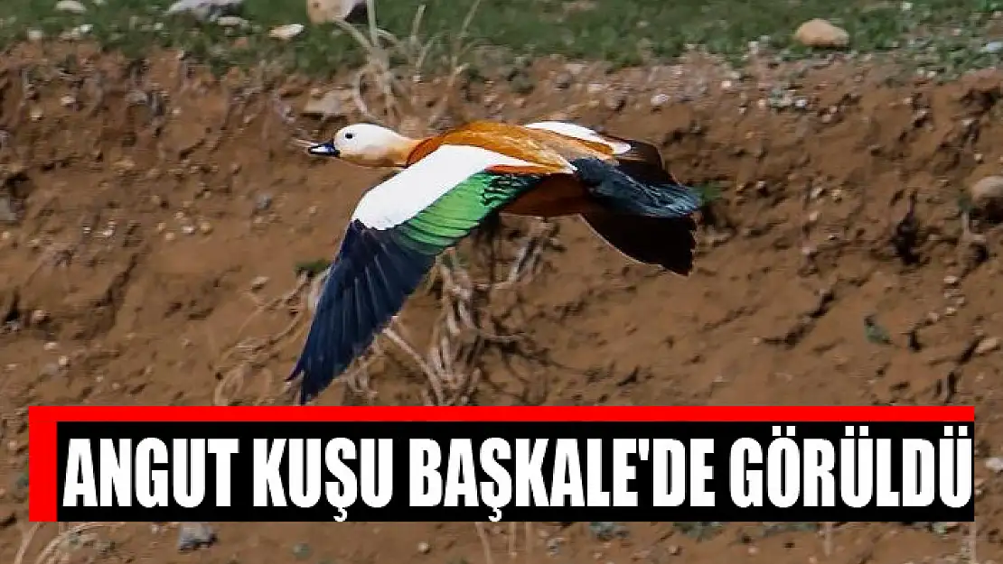 Angut kuşu Başkale'de görüldü