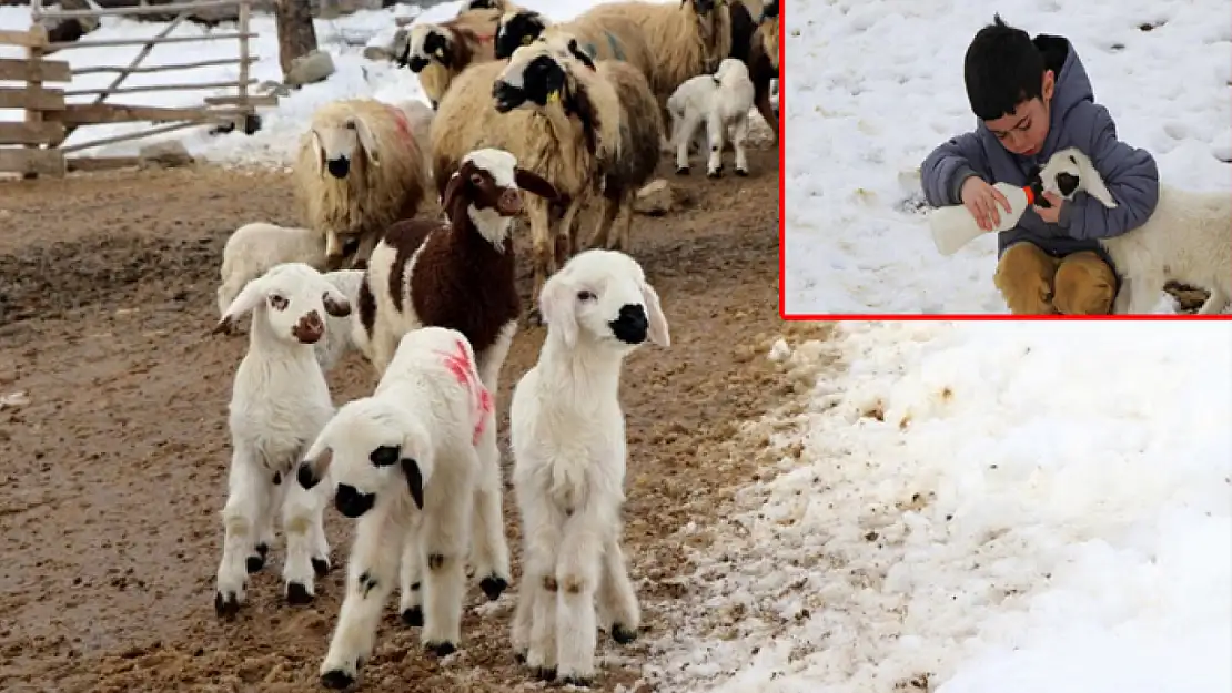 Annelerinin reddettiği kuzular biberon ile besleniyor