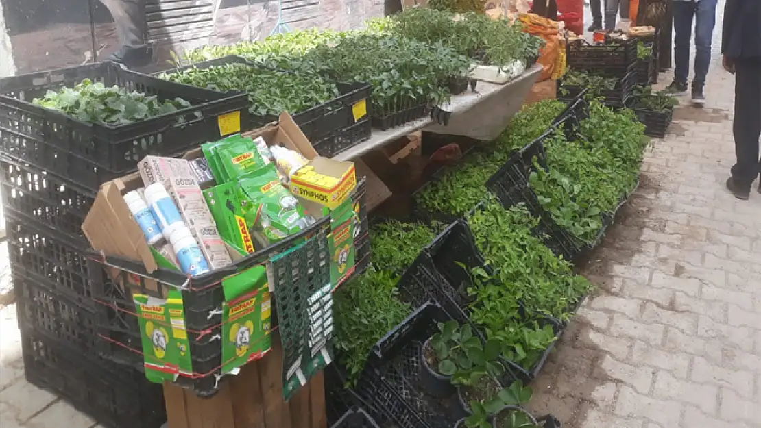 Antalya'dan getirilen sebze ve meyve şitillerine yoğun ilgi