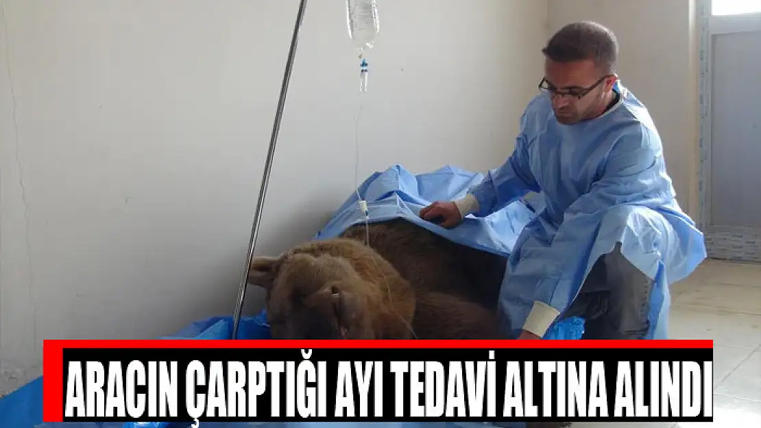 Aracın çarptığı ayı tedavi altına alındı