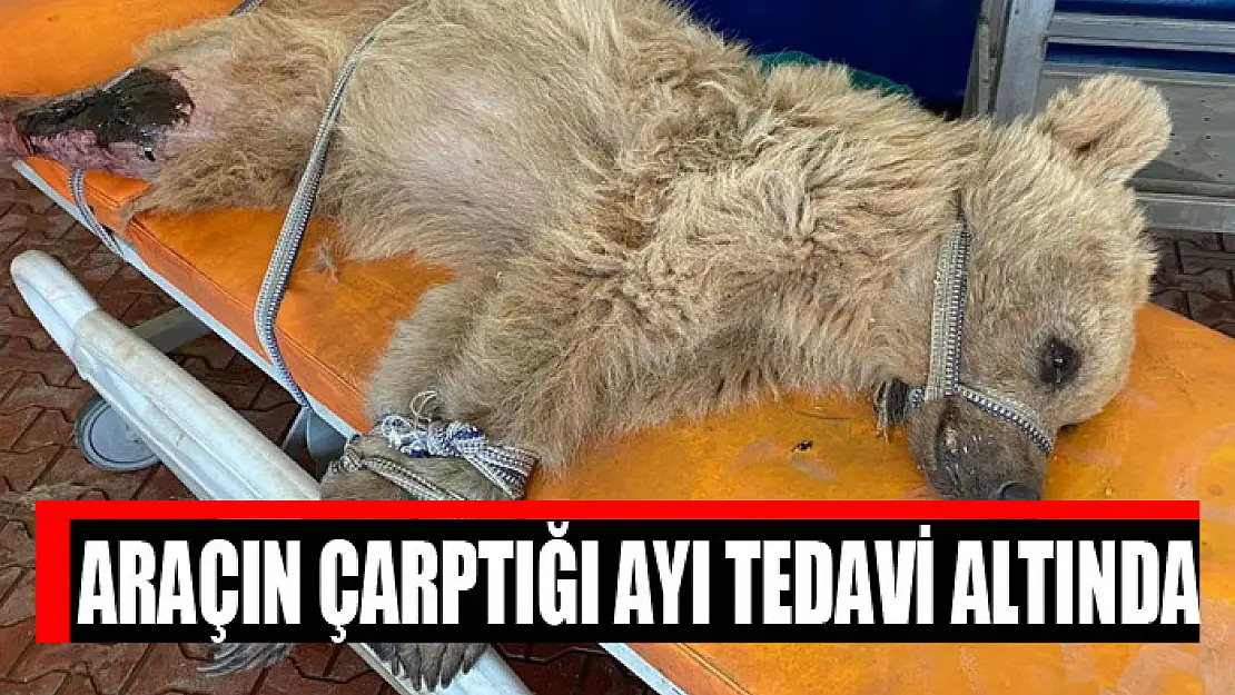 Araçın çarptığı ayı tedavi altında