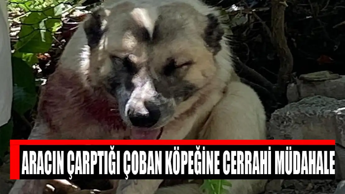 Aracın çarptığı çoban köpeğine cerrahi müdahale