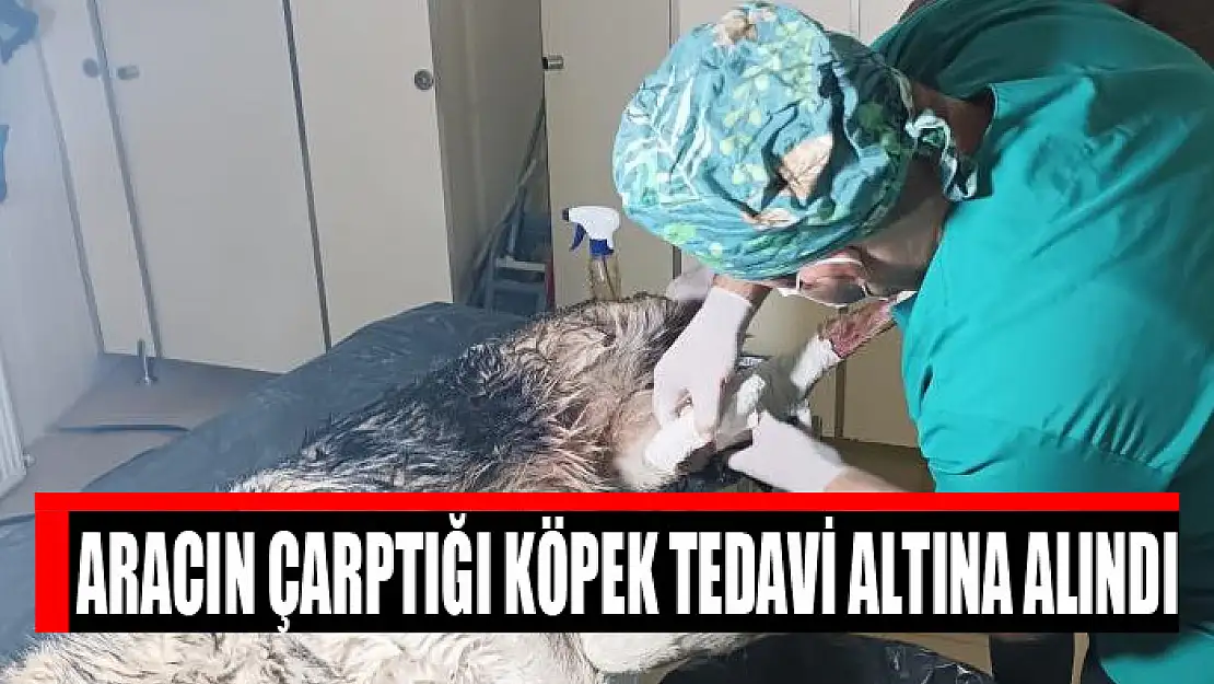 Aracın çarptığı köpek tedavi altına alındı