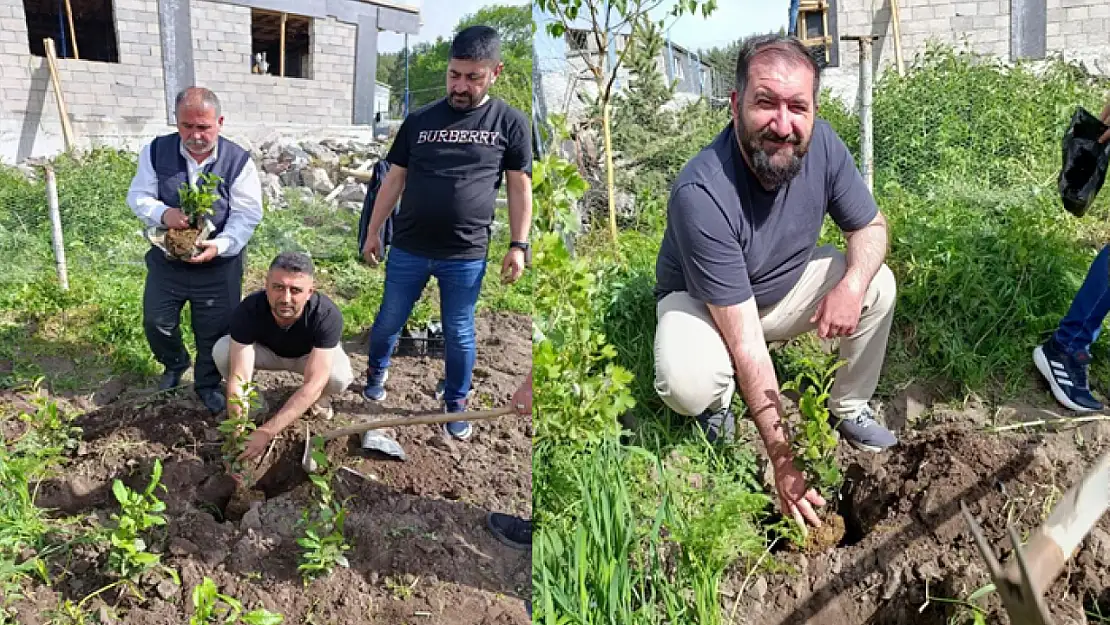 Ardahan'da bir ilk Çay kökleri toprakla buluştu