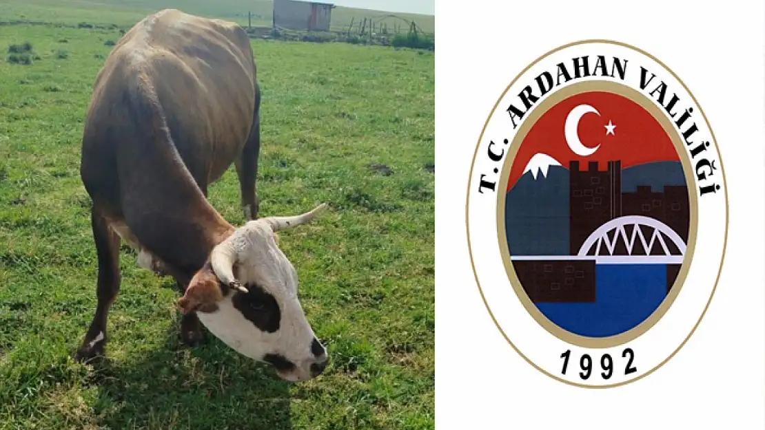 Ardahan'da şap alarmı