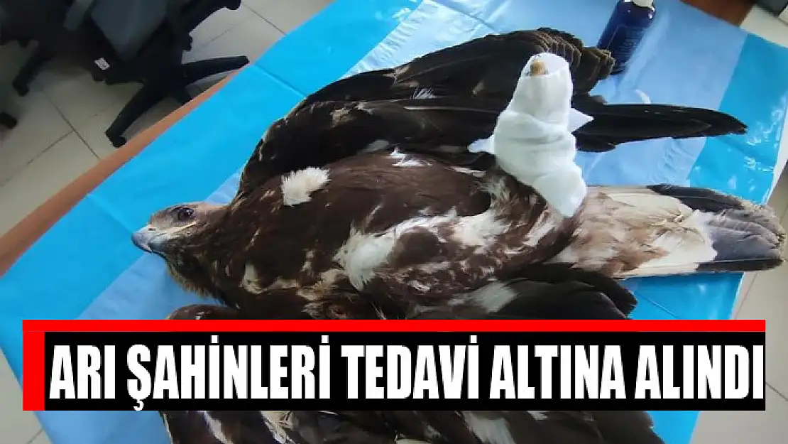 Arı şahinleri tedavi altına alındı