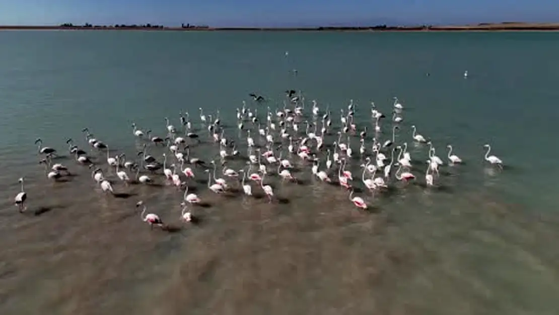 Arin Gölü'nde flamingoların Süphan Dağı eşliğinde mest eden dansı