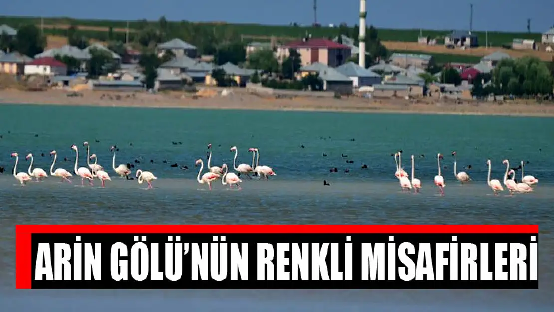 Arin Gölü'nün renkli misafirleri