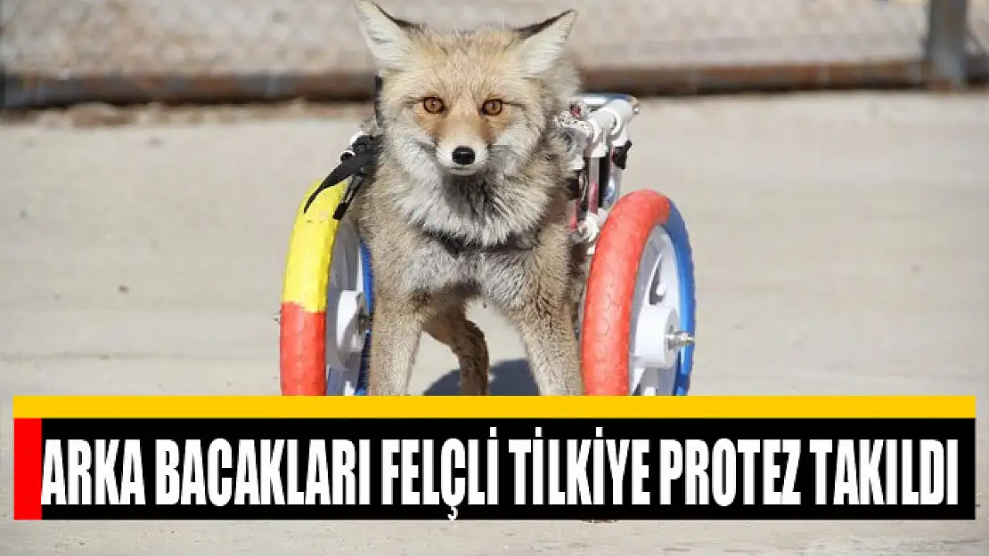 Arka bacakları felçli tilkiye protez takıldı