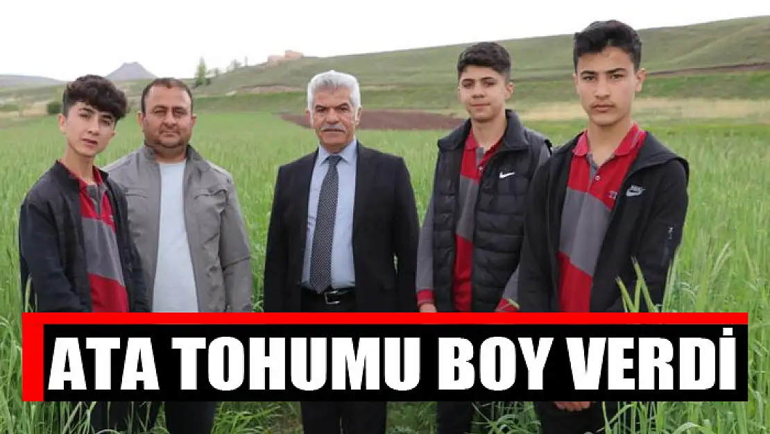 Ata tohumu boy verdi