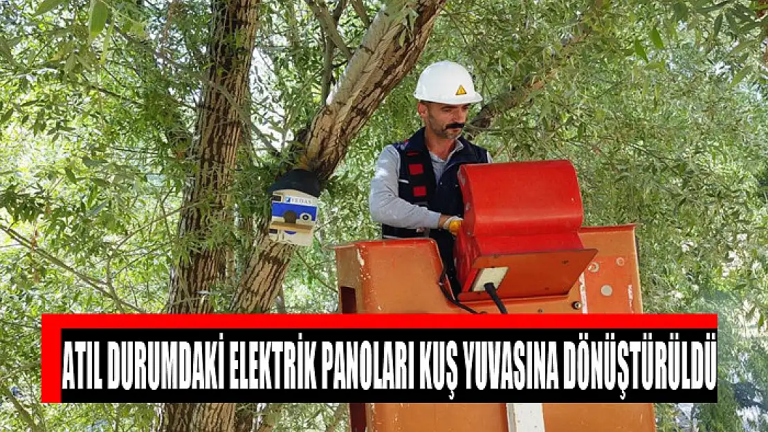 Atıl durumdaki elektrik panoları kuş yuvasına dönüştürüldü