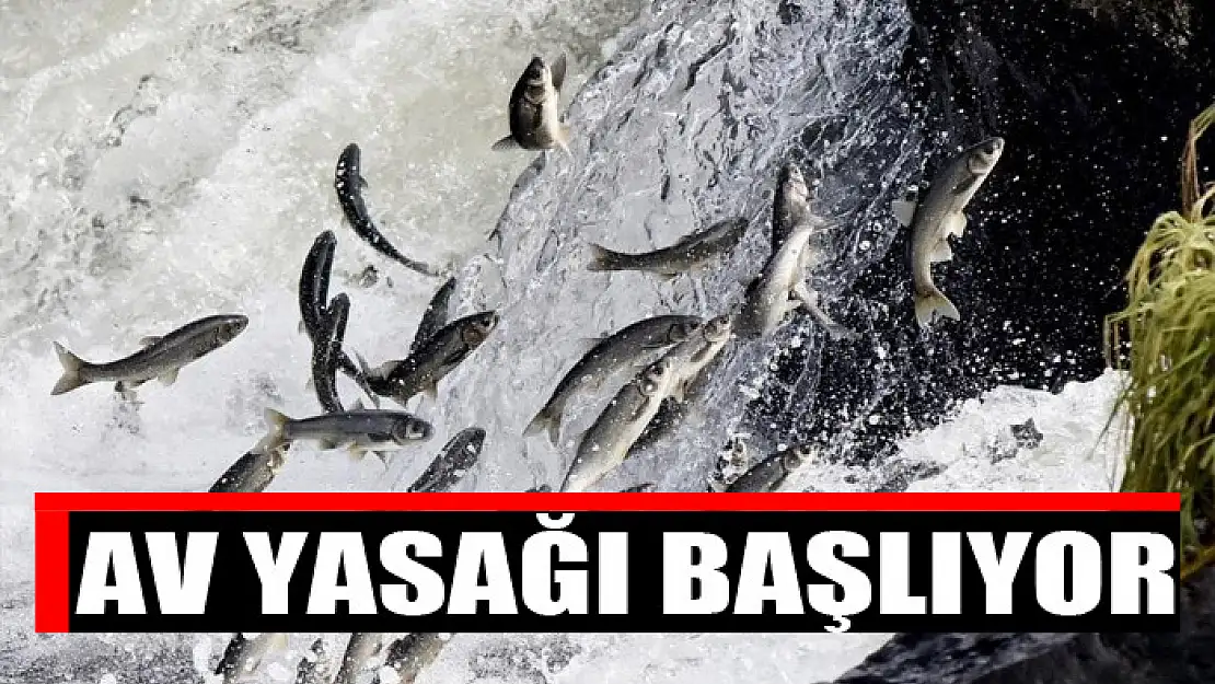 Av yasağı başlıyor