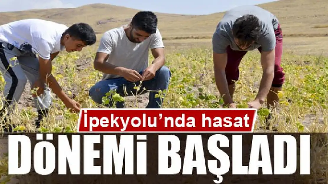 İpekyolu'nda hasat dönemi