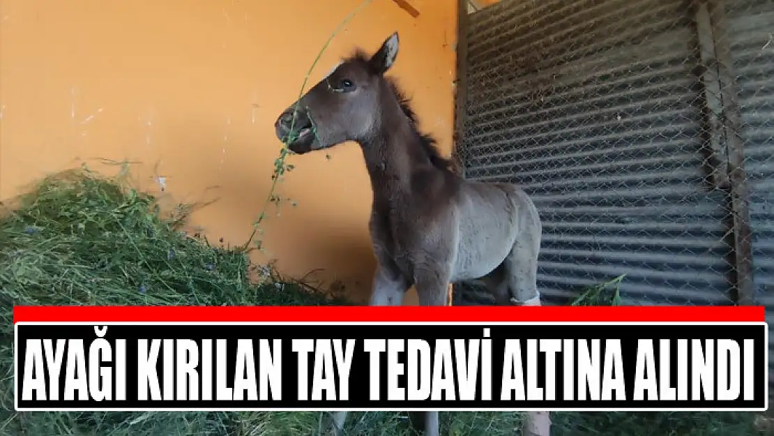 Ayağı kırılan tay tedavi altına alındı