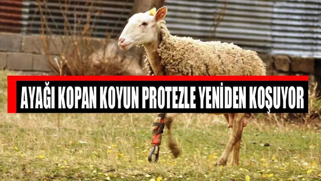 Ayağı kopan koyun protezle yeniden koşuyor