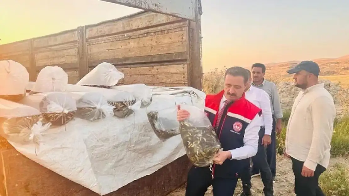 Aygır ve Nazik göllerine 3 milyon 895 bin sazan balığı yavrusu bırakıldı