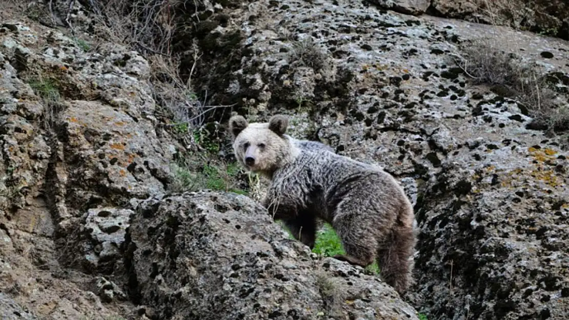 Ayı saldırısından köpekler kurtardı