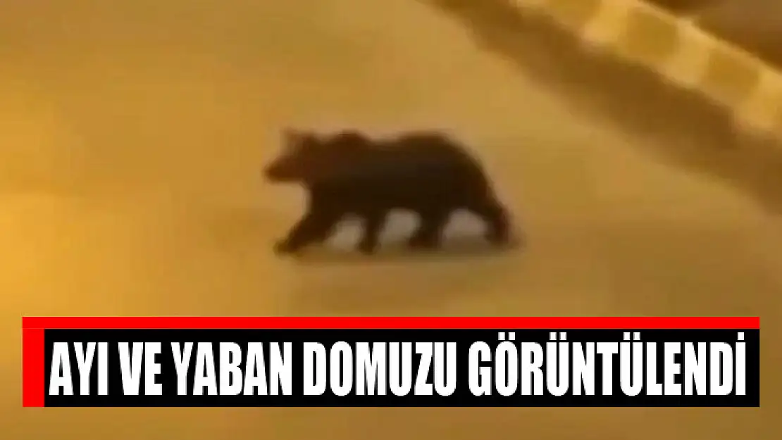 Ayı ve yaban domuzu görüntülendi