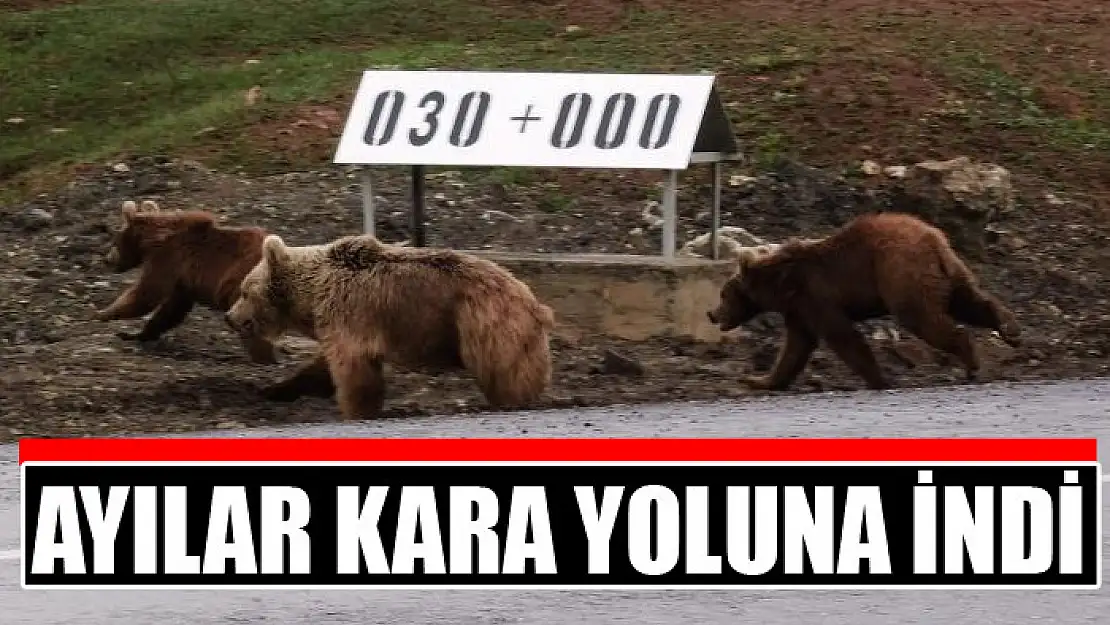 Ayılar kara yoluna indi