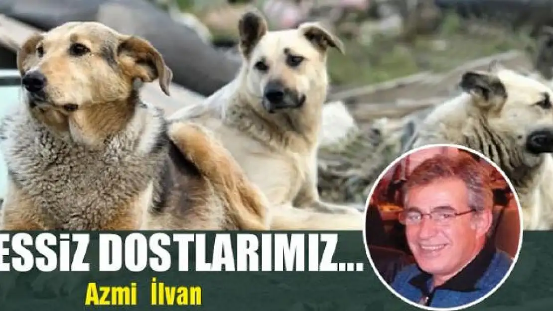 Sessiz dostlarımız...