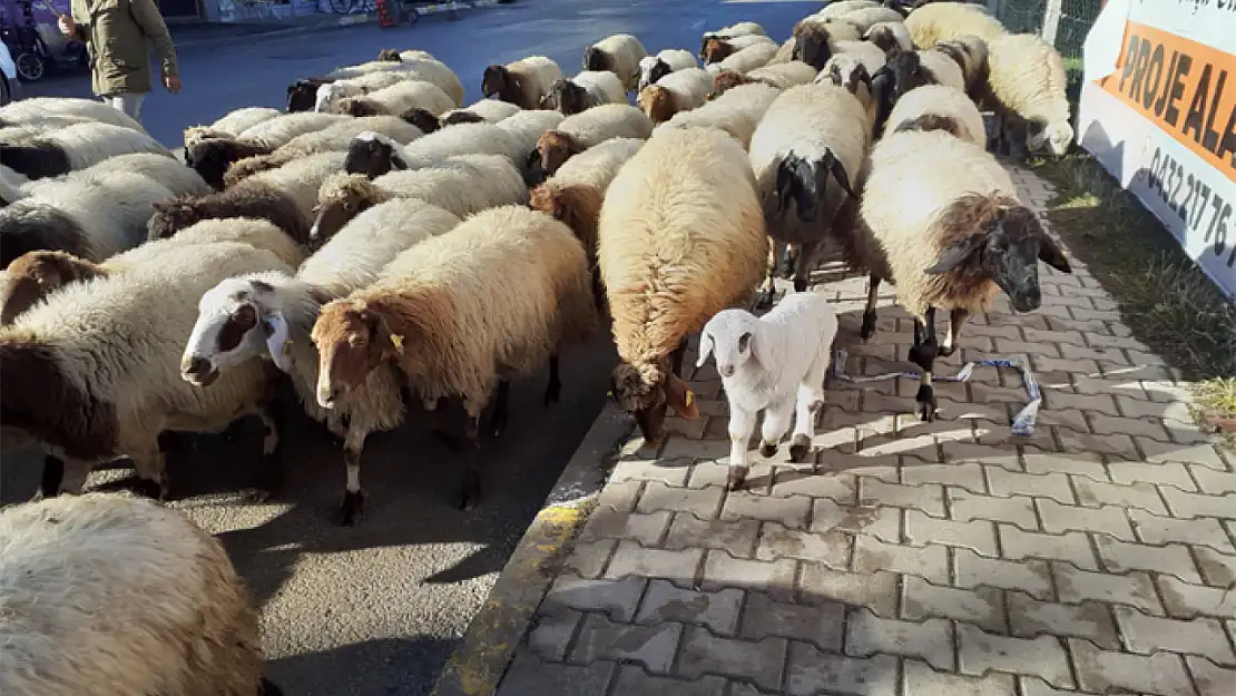 Bahar gelmeden müjdecisi geldi