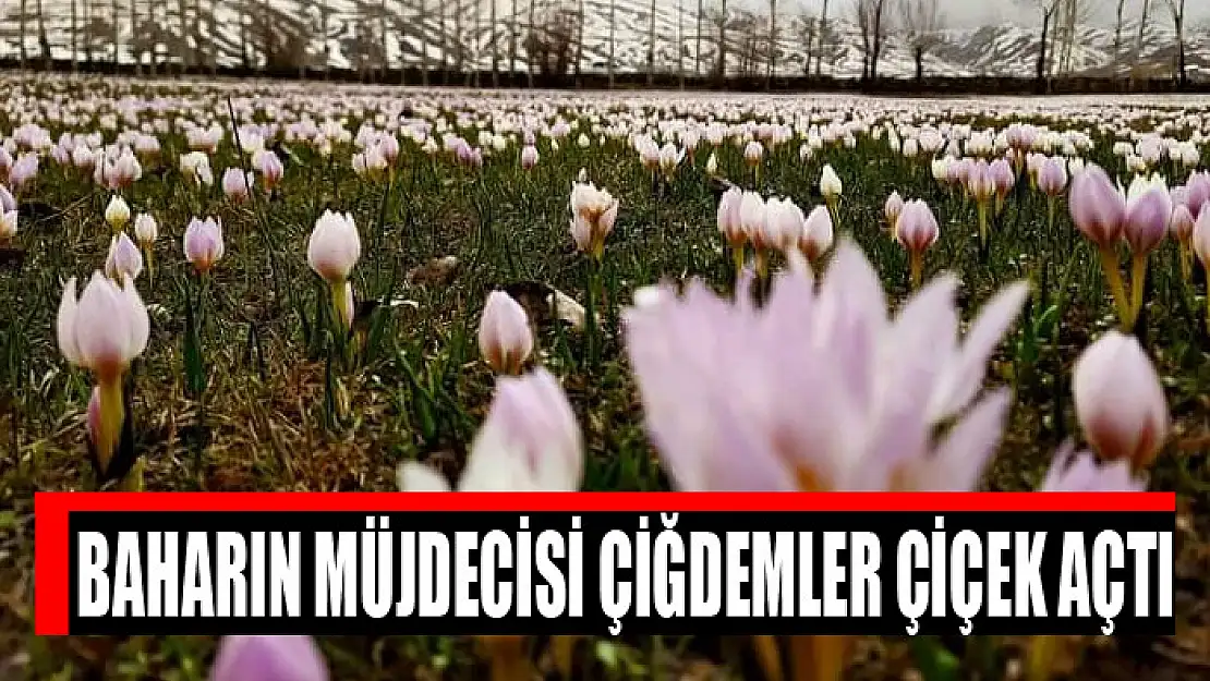 Baharın müjdecisi çiğdemler çiçek açtı