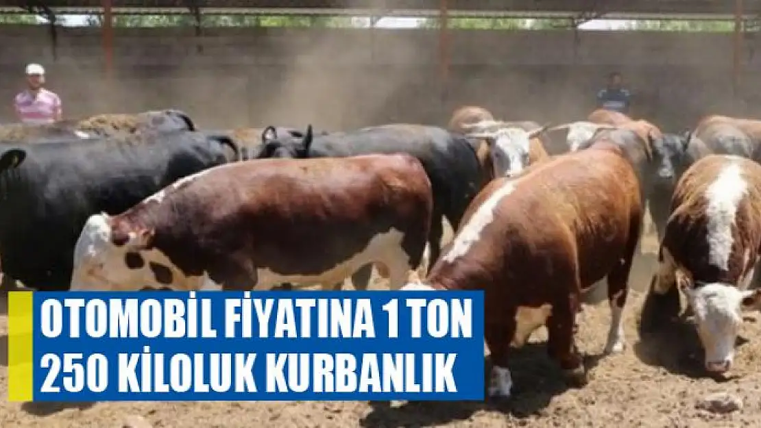 Otomobil fiyatına 1 ton 250 kiloluk kurbanlık