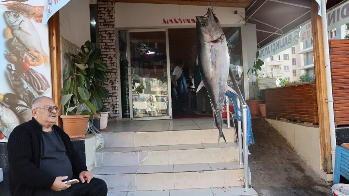 Balıkçı ağına insan boyunda orkinos takıldı