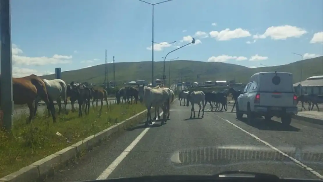 Başıboş atlar trafikte tehlike saçıyor