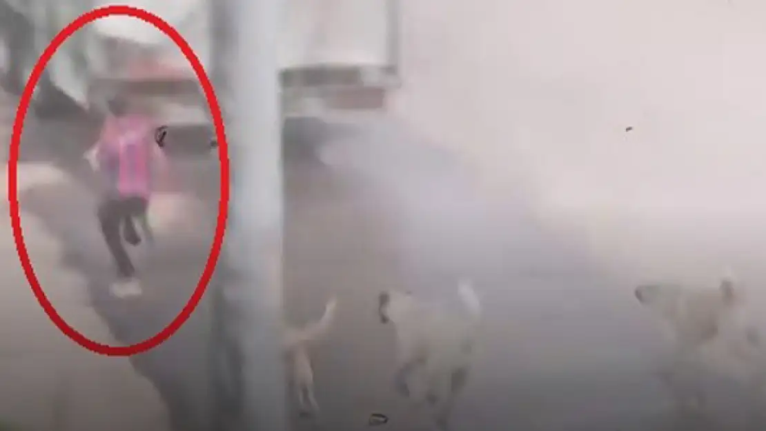 Başıboş köpek sürüsü çocuğu kovaladı