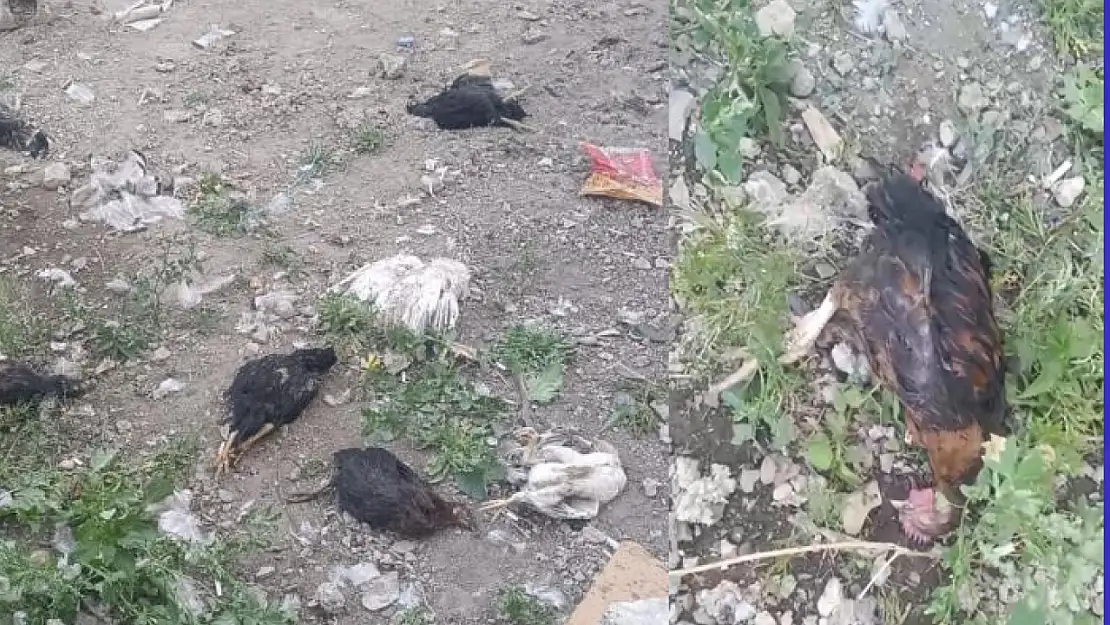 Başıboş köpekler 21 hindi ve tavuğu telef etti