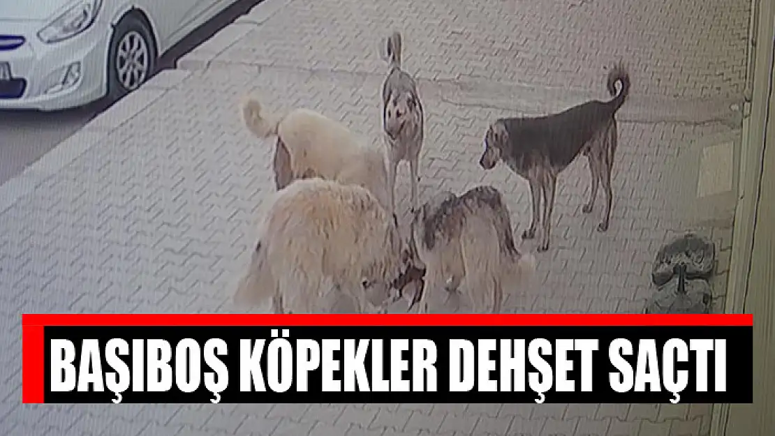 Başıboş köpekler dehşet saçtı