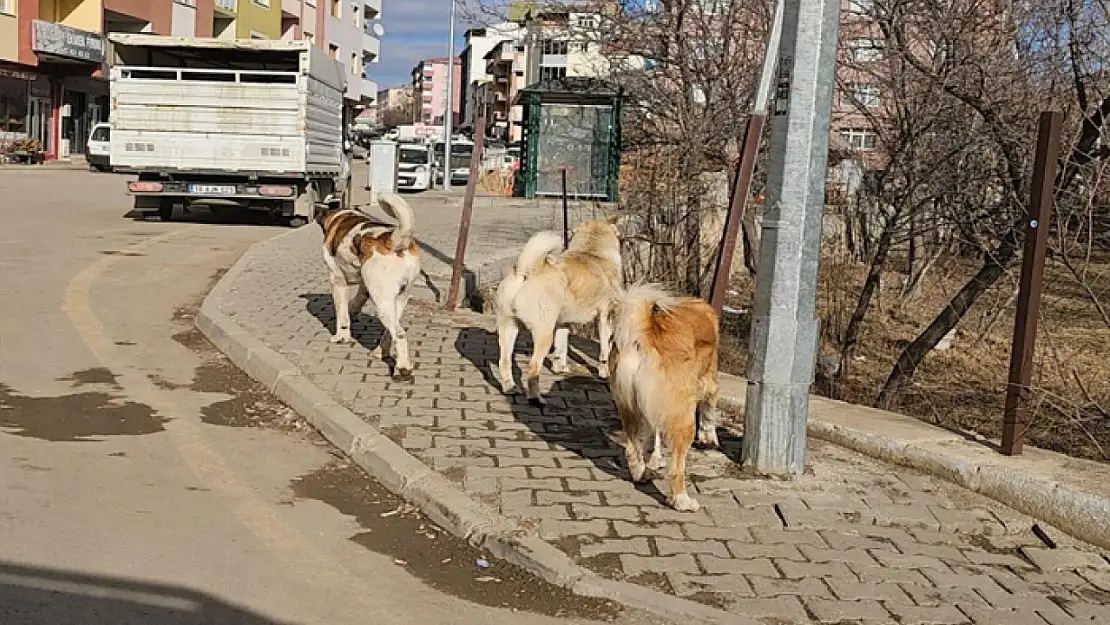 Başıboş köpekler tehdit oluşturuyor