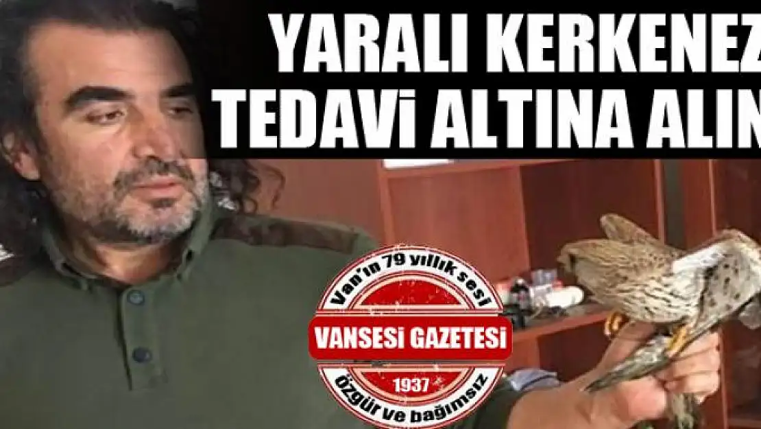 Yaralı kerkenez tedavi altına alındı