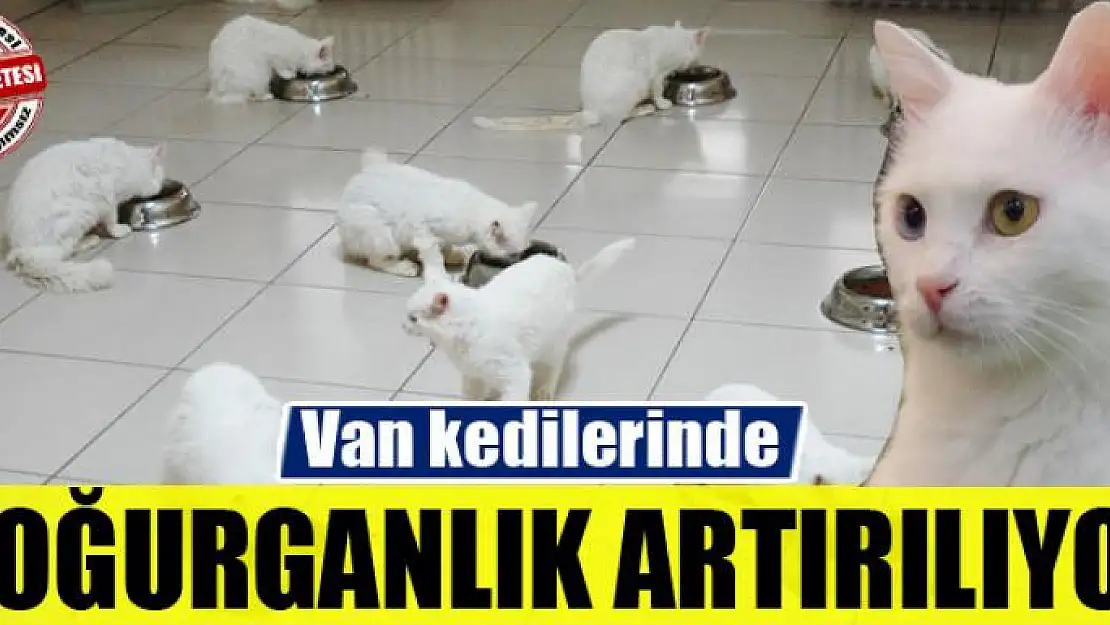 Van kedilerinde doğurganlık artırılıyor