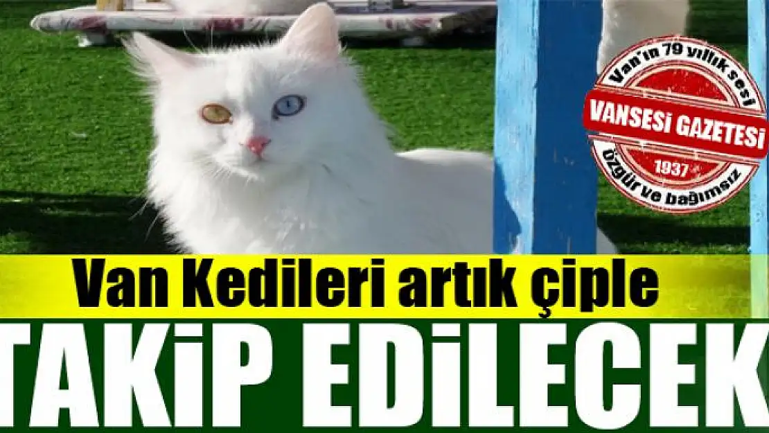 Van Kedileri artık çiple takip edilecek