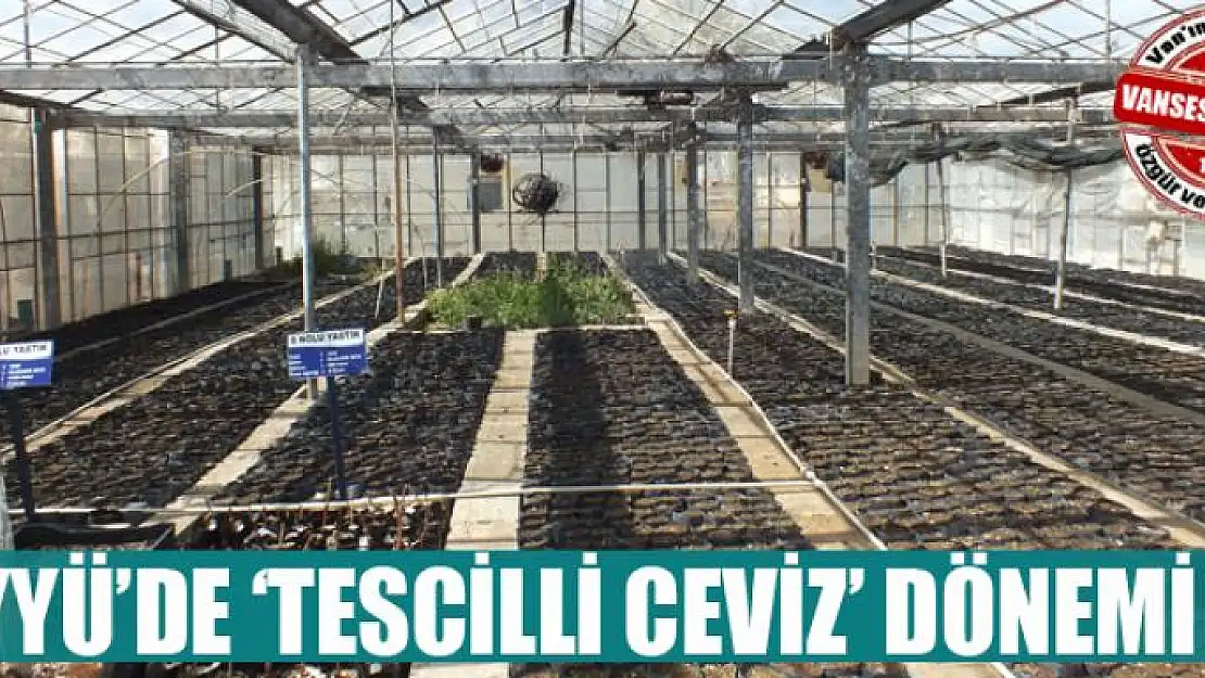 YYÜ'de 'tescilli ceviz' dönemi 