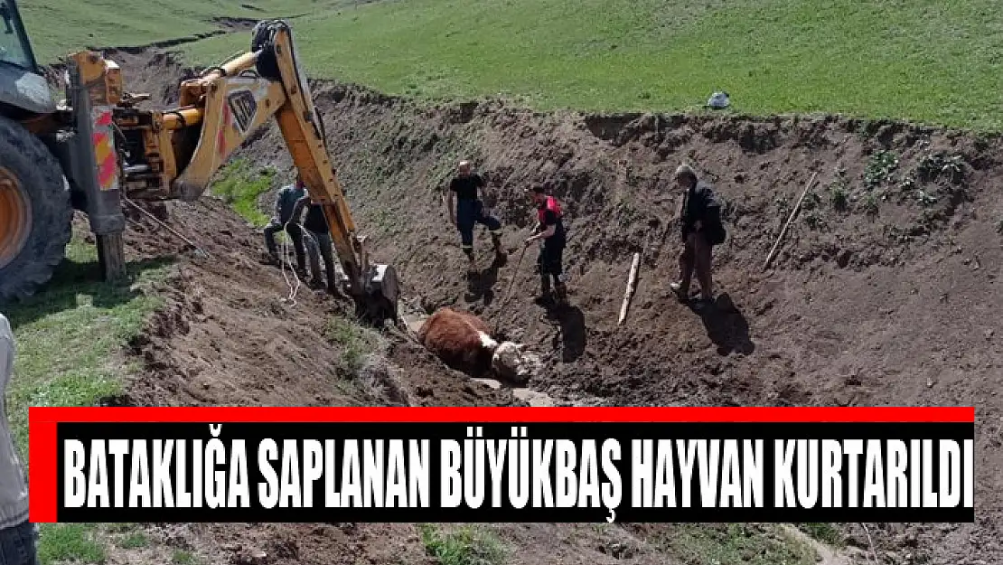 Bataklığa saplanan büyükbaş hayvan kurtarıldı