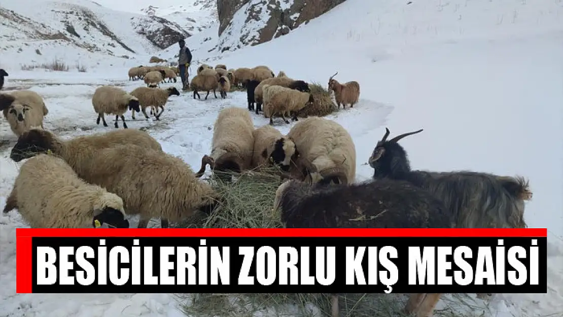 Besicilerin zorlu kış mesaisi