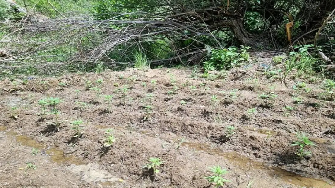 Bingöl'de 330 kök kenevir ele geçirildi
