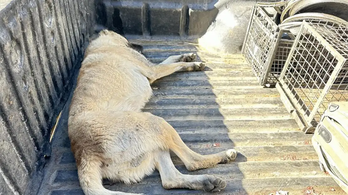 Bitkin düşen köpek tedavi altına aldı