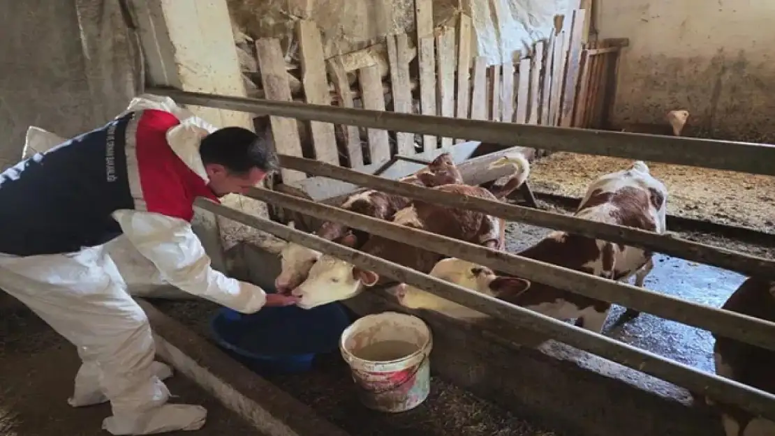 Bitlis'te aşılama çalışmaları devam ediyor