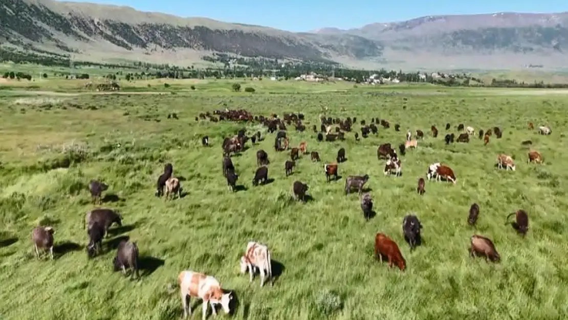 Bitlis'te manda sürüsünden belgesellik görüntüler