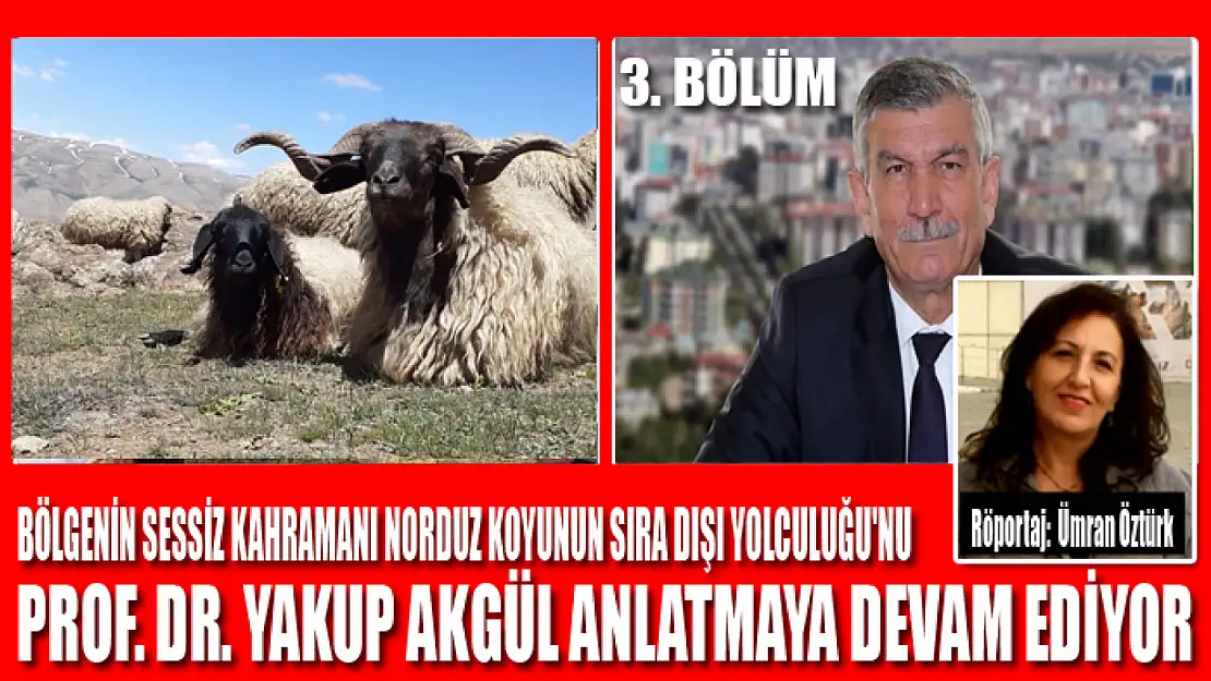 Bölgenin Sessiz Kahramanı Norduz Koyunun Sıra Dışı Yolculuğu'nu Prof. Dr. Yakup Akgül anlatmaya devam ediyor.